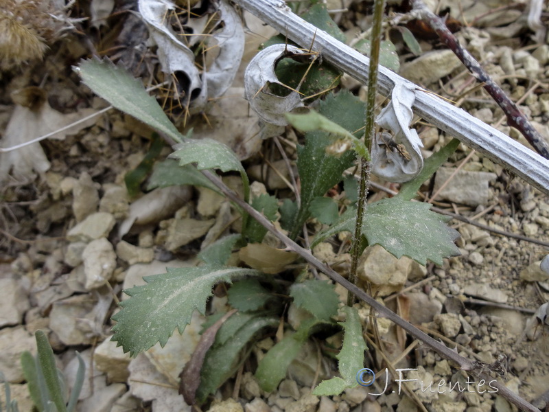 Leucanthemum aligulatum.02