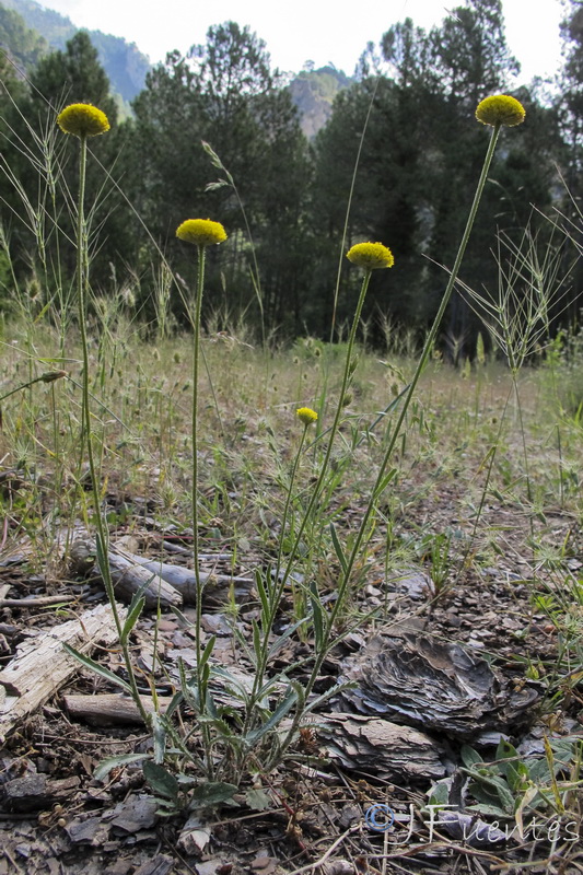 Leucanthemum aligulatum.03