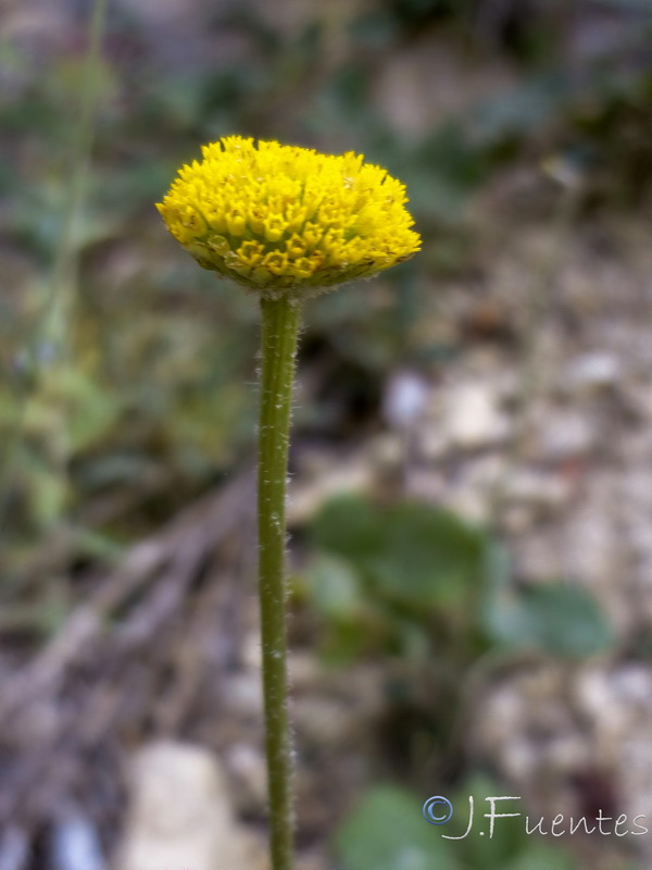 Leucanthemum aligulatum.04