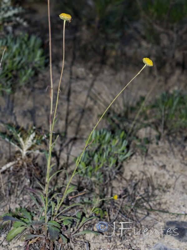 Leucanthemum aligulatum.06