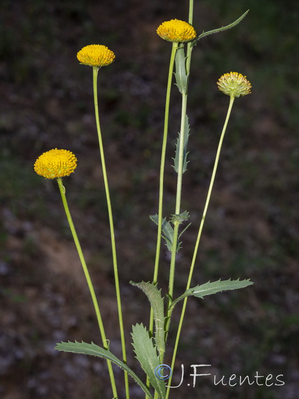 Leucanthemum aligulatum.08