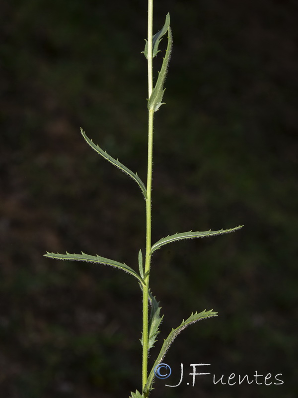 Leucanthemum aligulatum.09