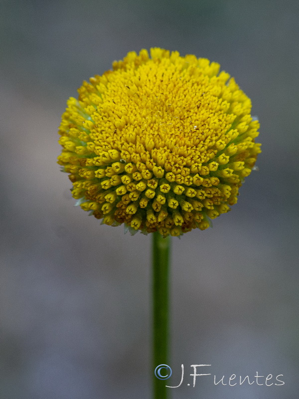 Leucanthemum aligulatum.10