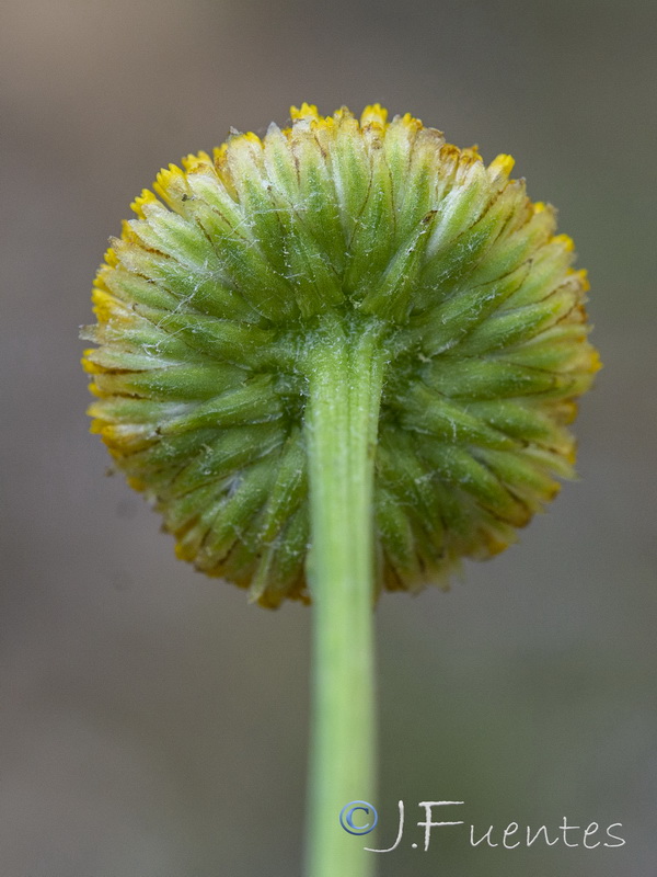 Leucanthemum aligulatum.11