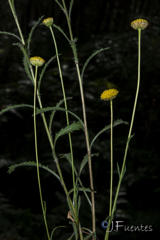 Leucanthemum aligulatum.12