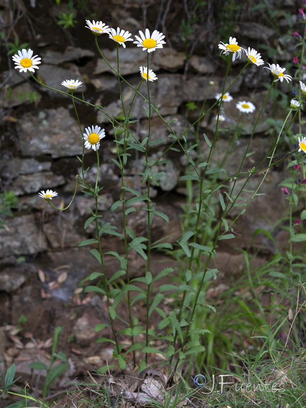 Leucanthemum pseudosylvaticum.01