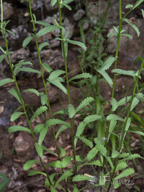 Leucanthemum pseudosylvaticum.02