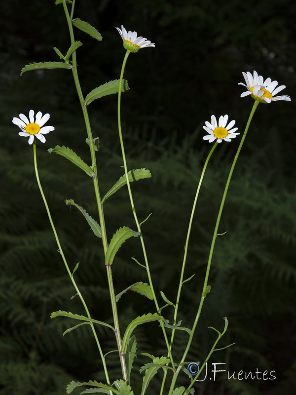Leucanthemum pseudosylvaticum.03