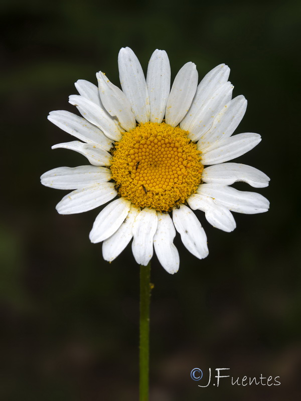 Leucanthemum pseudosylvaticum.04