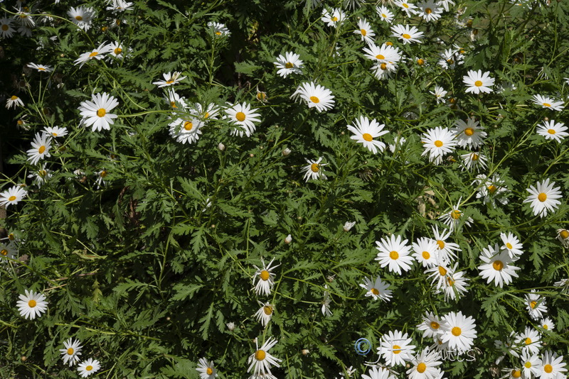 Leucanthemum vulgare.01