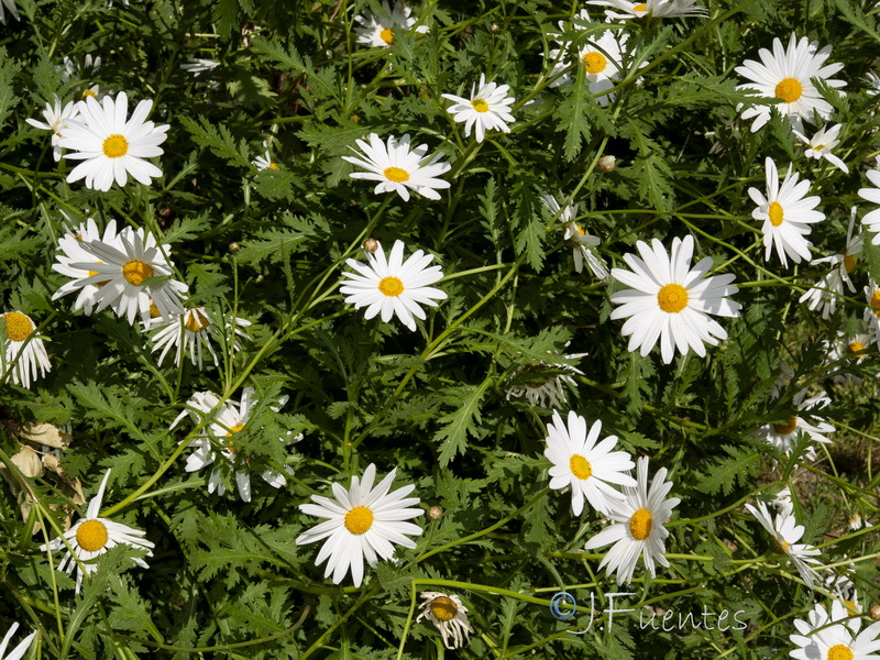 Leucanthemum vulgare.02
