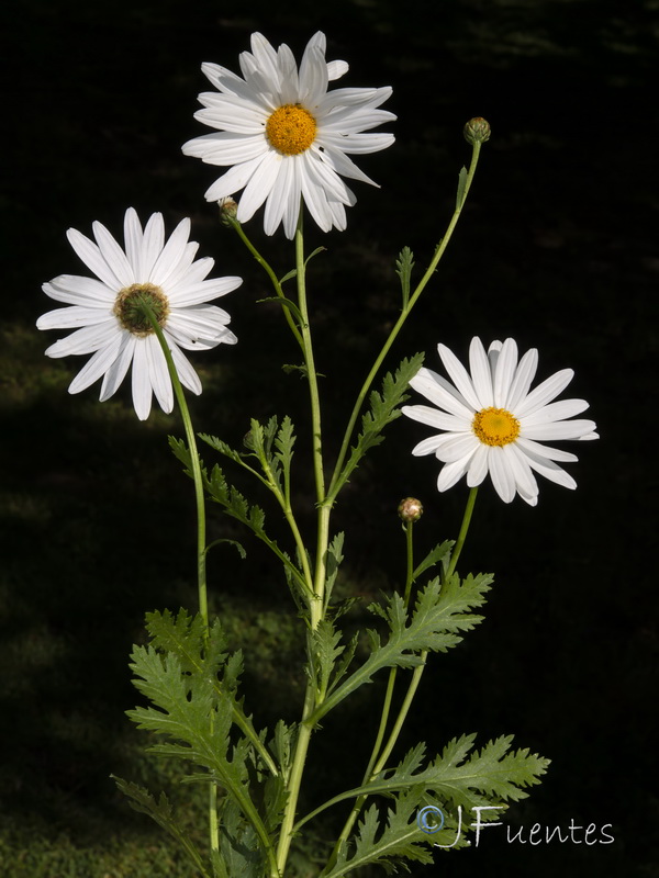 Leucanthemum vulgare.03