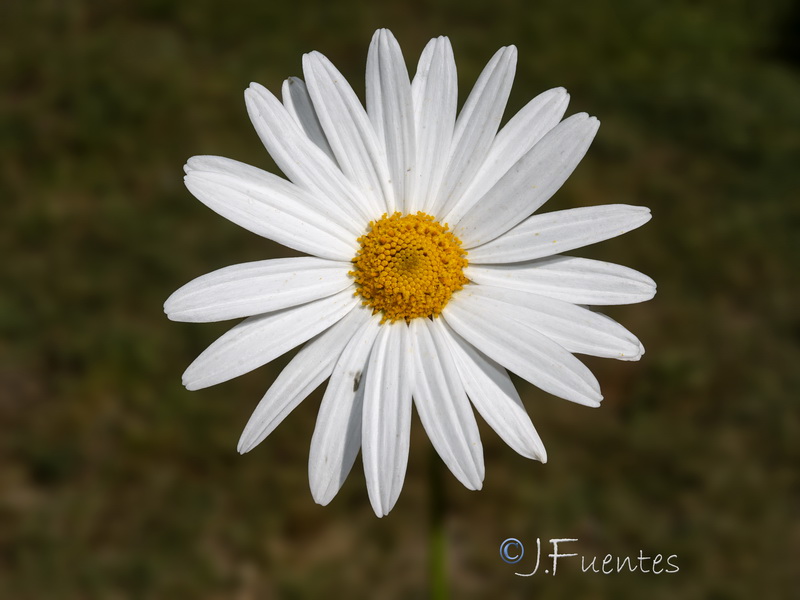 Leucanthemum vulgare.04