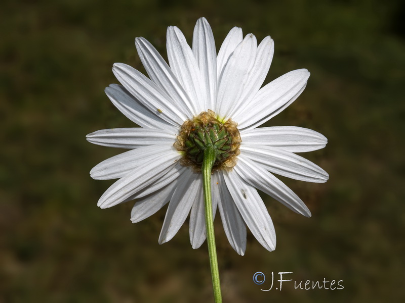 Leucanthemum vulgare.05