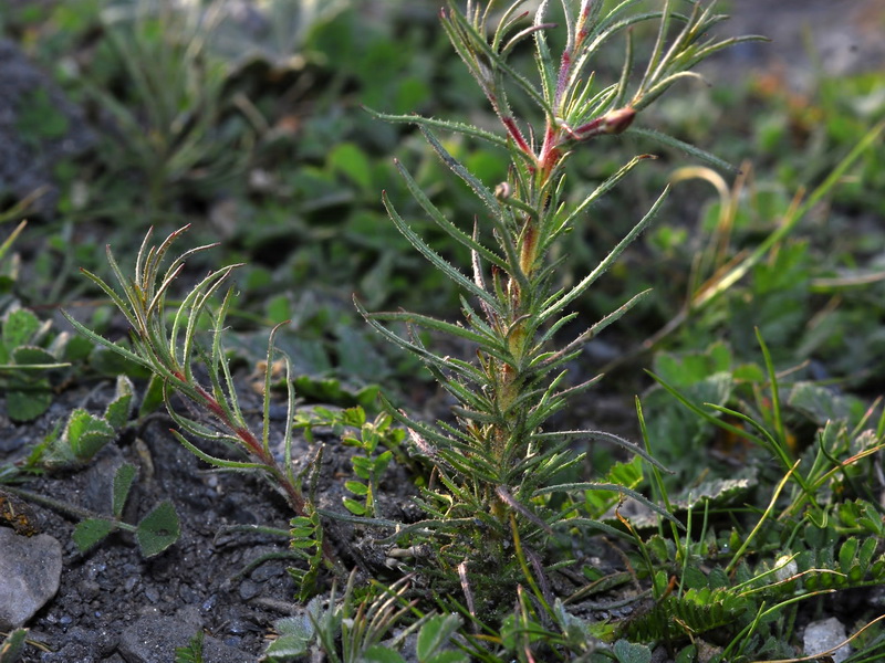 Leysera leyseroides.05