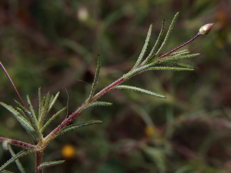 Leysera leyseroides.07