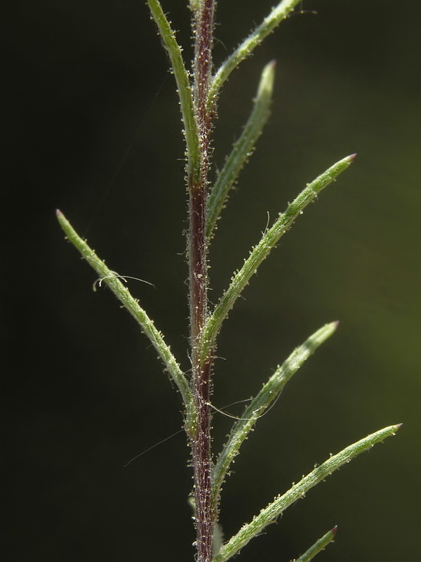 Leysera leyseroides.09