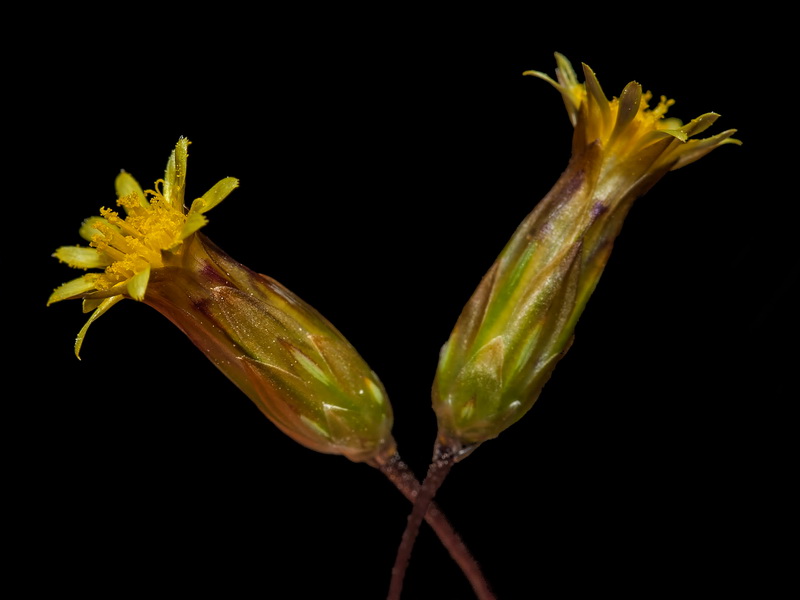 Leysera leyseroides.14