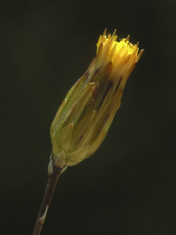 Leysera leyseroides.19