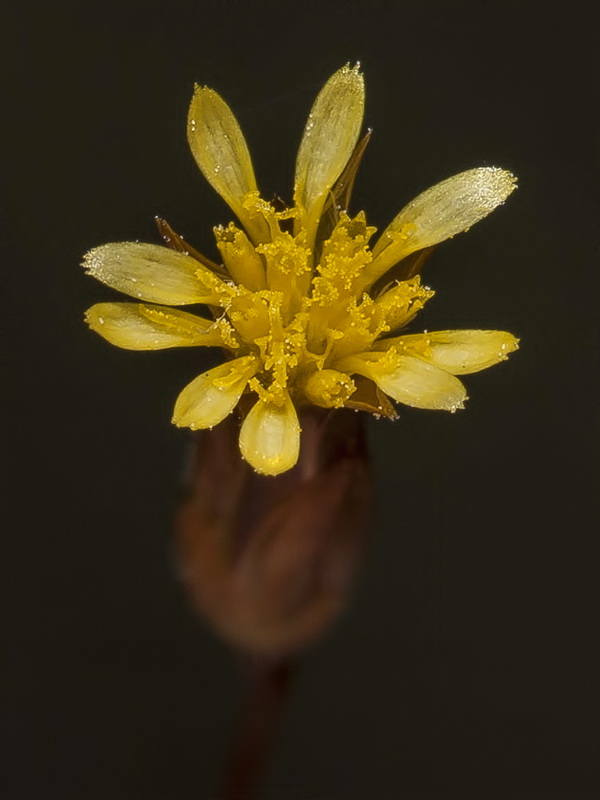 Leysera leyseroides.22