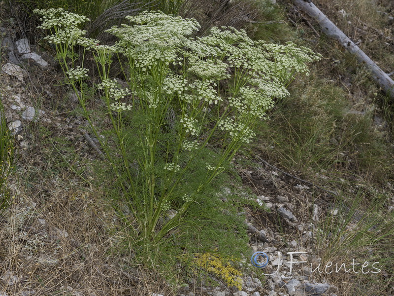 Ligusticum lucidum lucidum.01