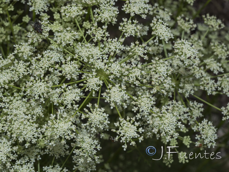 Ligusticum lucidum lucidum.05