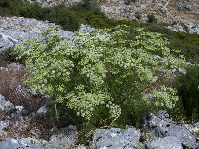 Ligusticum lucidum lucidum.08