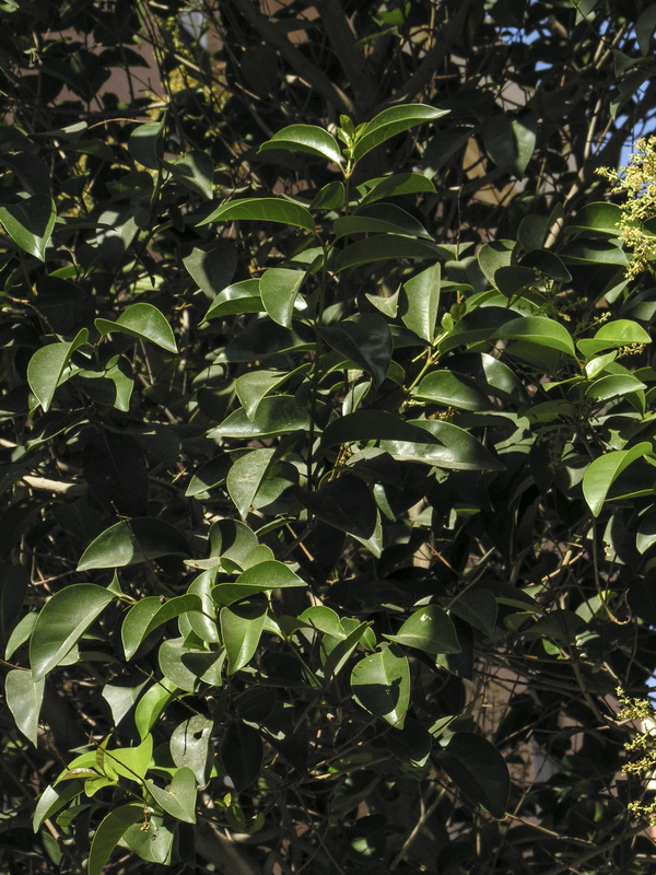 Ligustrum lucidum.03