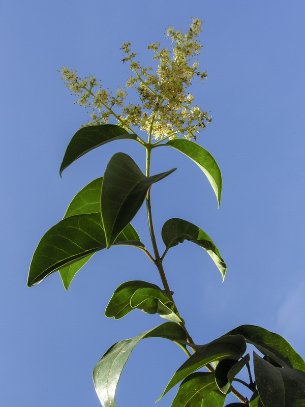 Ligustrum lucidum.05