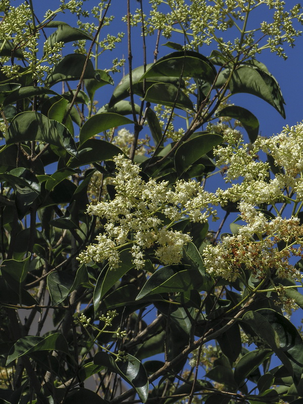 Ligustrum lucidum.07