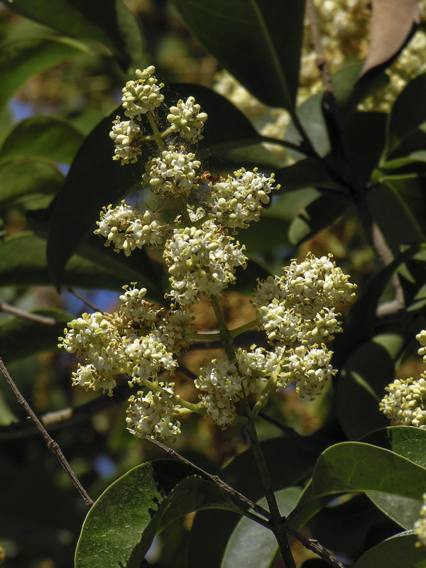 Ligustrum lucidum.08