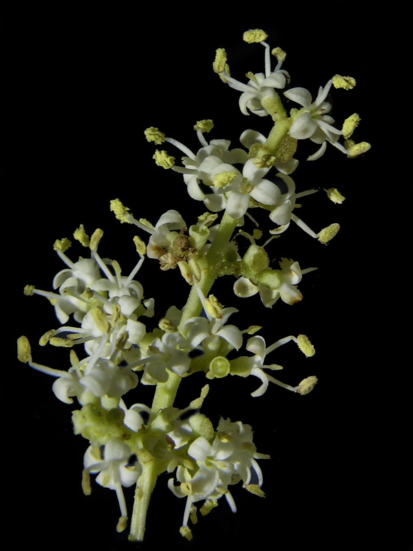 Ligustrum lucidum.10