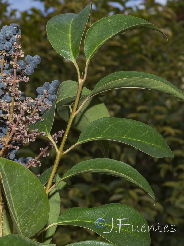 Ligustrum lucidum.12