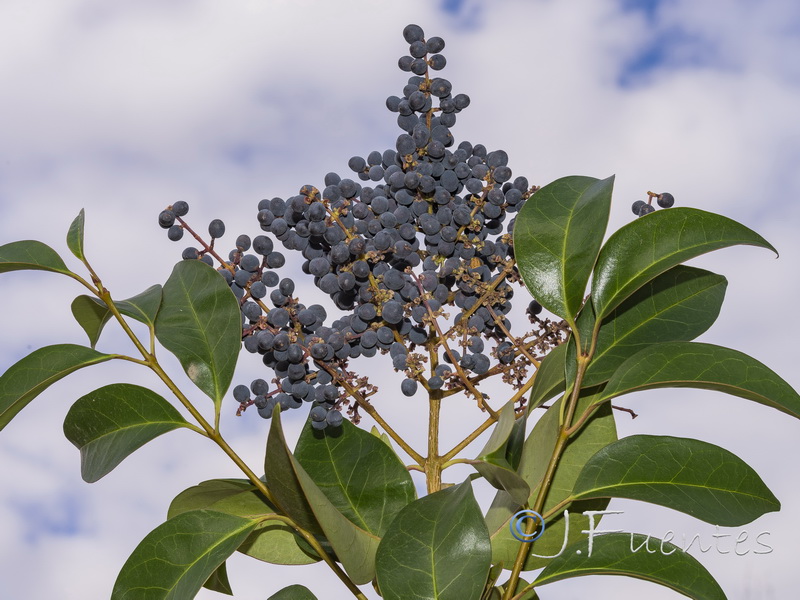 Ligustrum lucidum.13