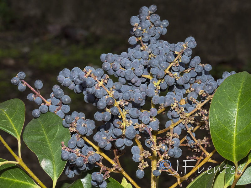 Ligustrum lucidum.14