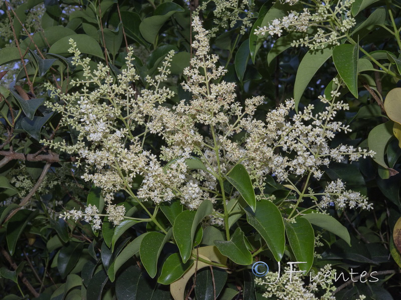 Ligustrum lucidum.15