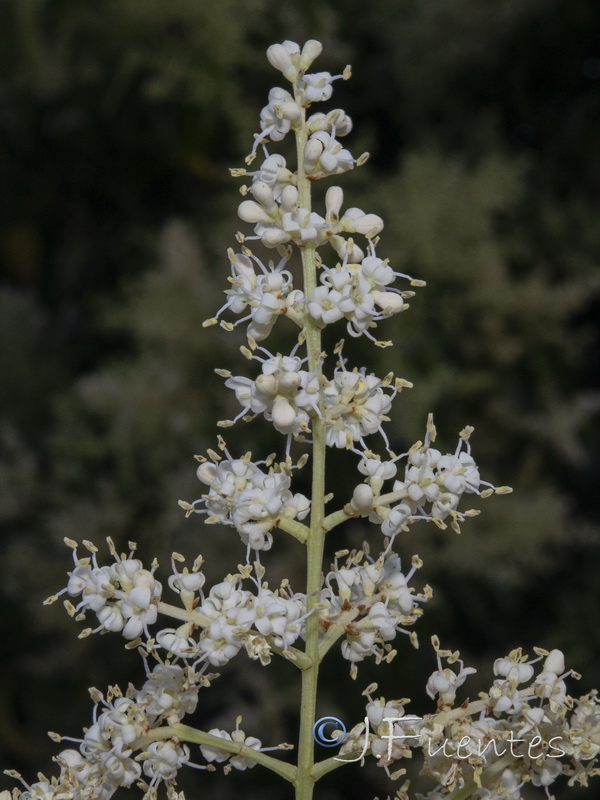 Ligustrum lucidum.18