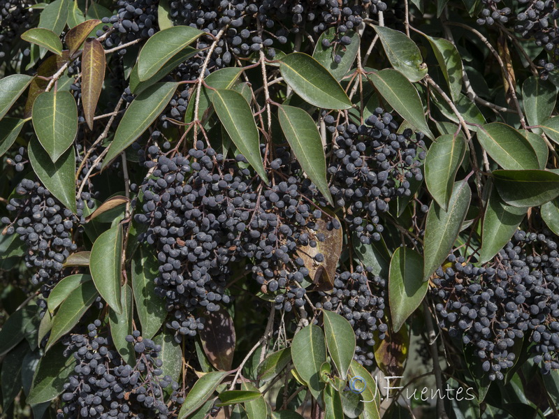 Ligustrum lucidum.11