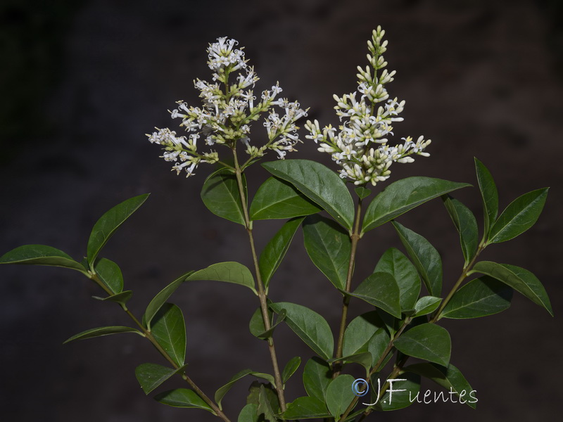 Ligustrum ovalifolium.01