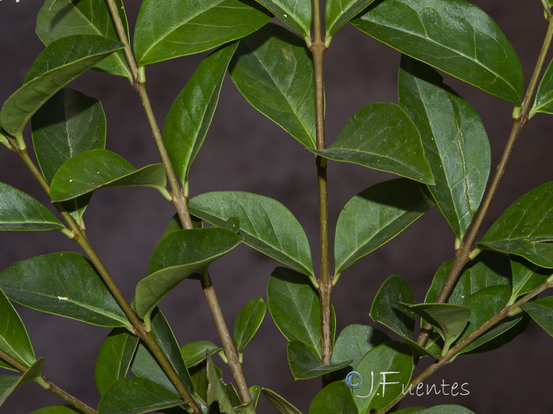 Ligustrum ovalifolium.02