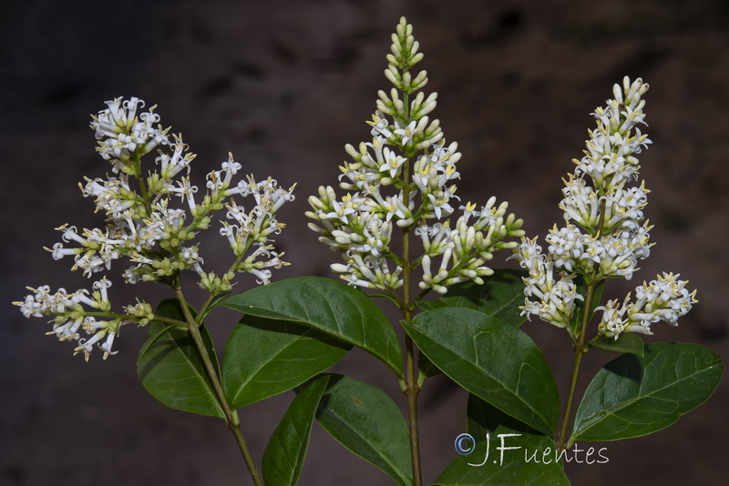 Ligustrum ovalifolium.03