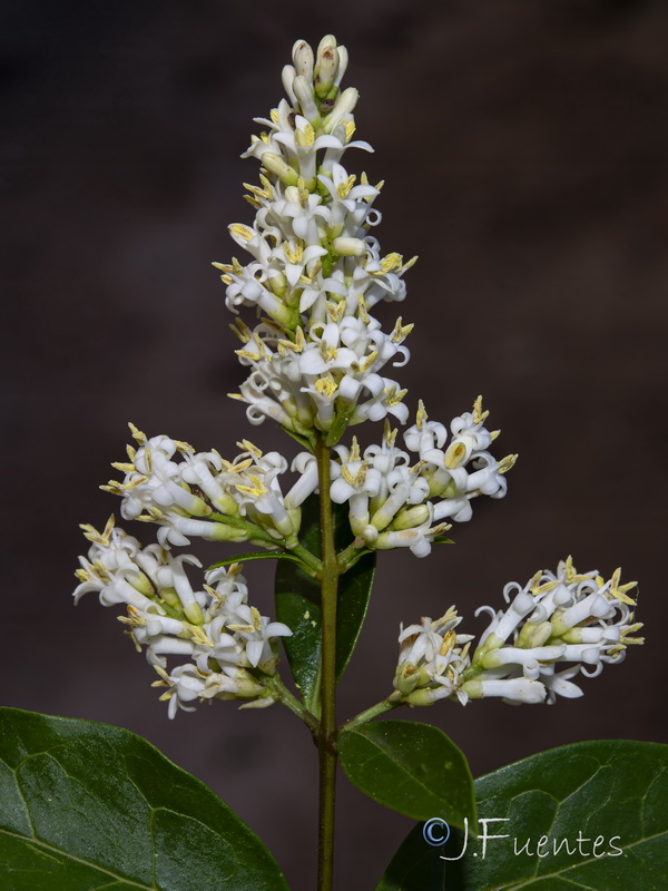 Ligustrum ovalifolium.04