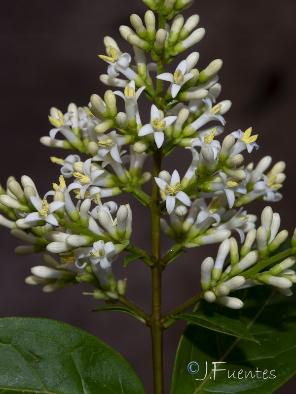 Ligustrum ovalifolium.05