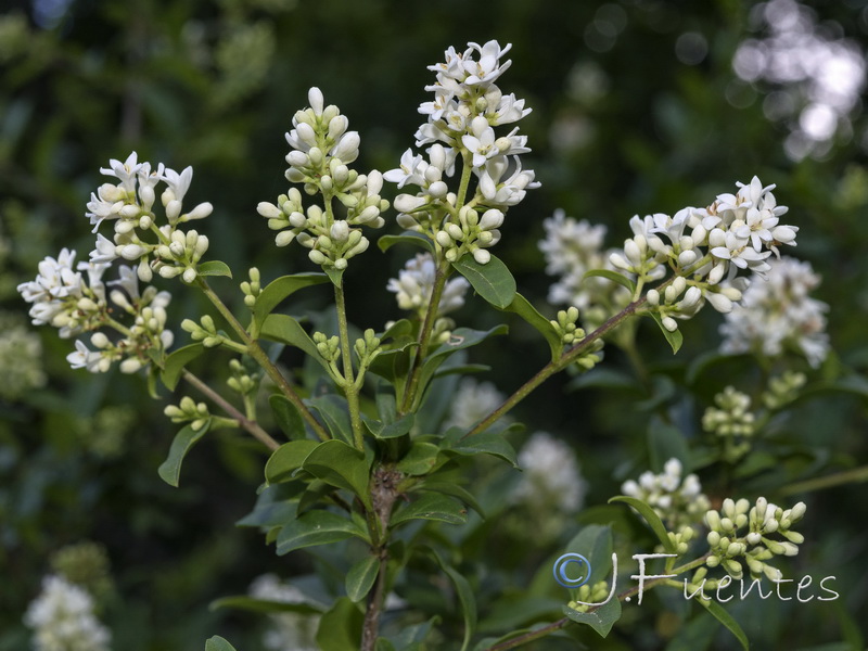 Ligustrum vulgare.01