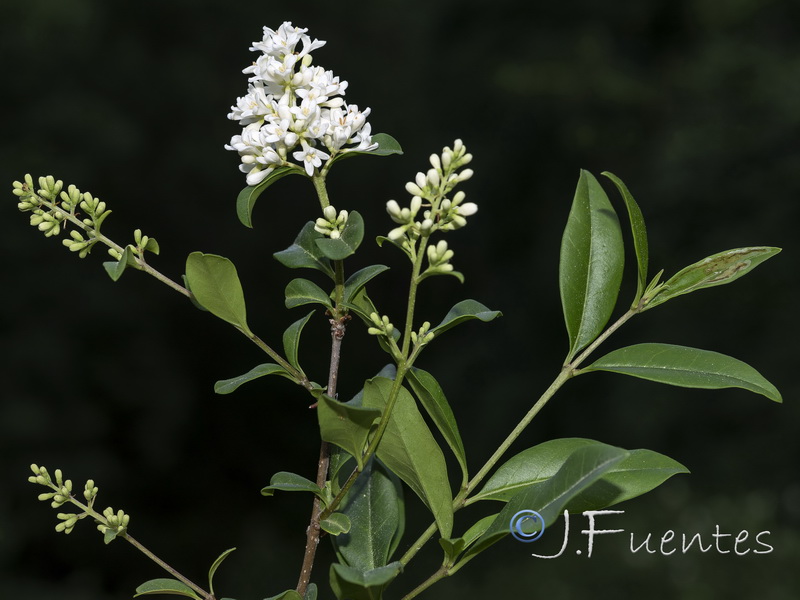 Ligustrum vulgare.03