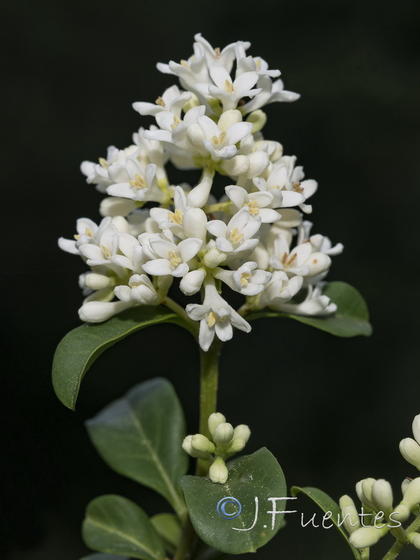 Ligustrum vulgare.06