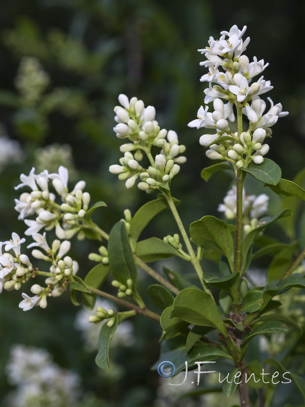 Ligustrum vulgare.07