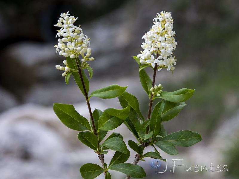 Ligustrum vulgare.08