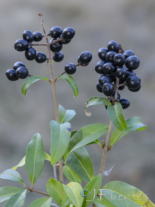 Ligustrum vulgare.09