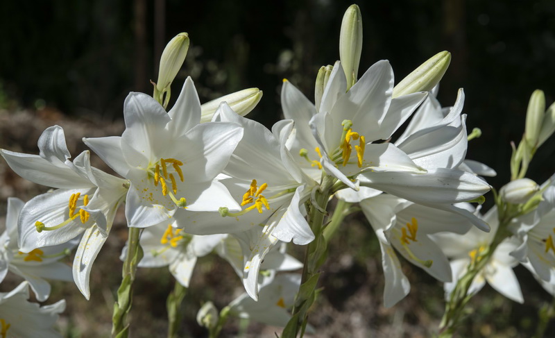 Lilium candidum.04